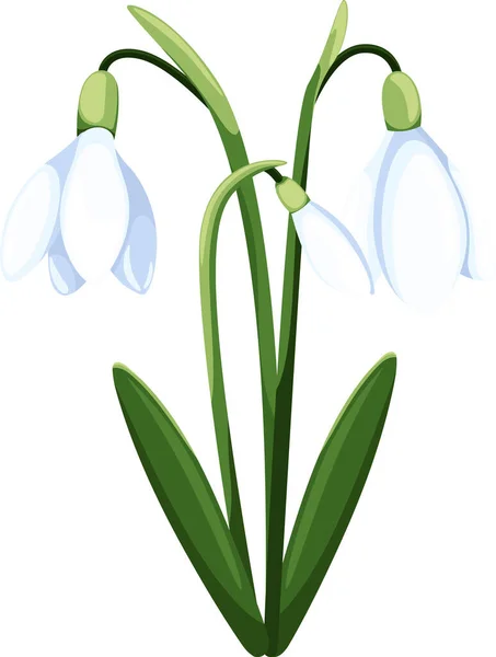 Beaux Perce Neige Vectoriels Premières Fleurs Printanières Clipart Fleurs Chute — Image vectorielle