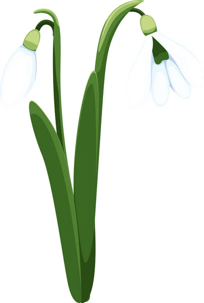 美しいベクター スノードロップ 最初の春の花 クリッパート あなたのデザインのための繊細な雪の花 — ストックベクタ