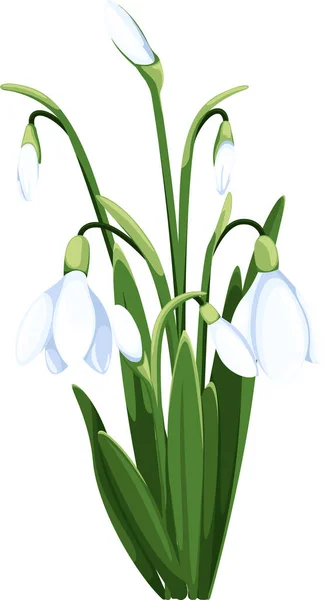美しいベクター スノードロップ 最初の春の花 クリッパート あなたのデザインのための繊細な雪の花 — ストックベクタ