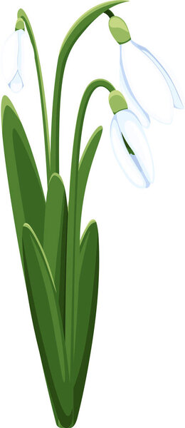 Beautiful vector snowdrops. First spring flowers. clipart. Delicate snowdrop flowers for your design 