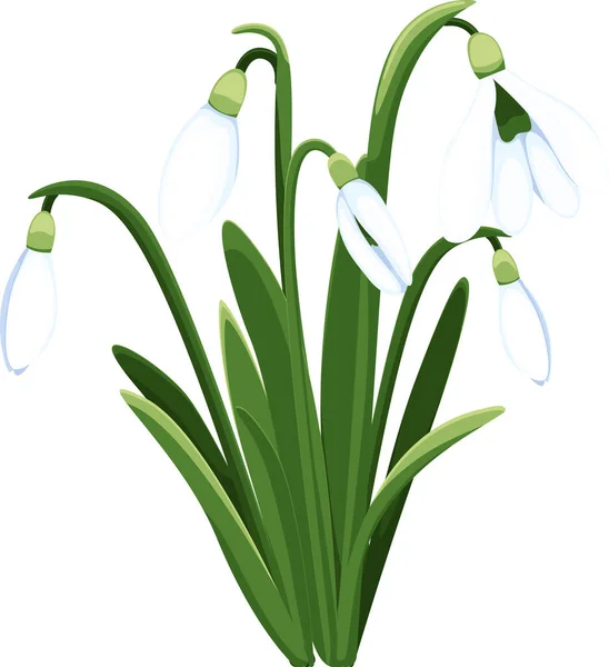 Beautiful Vector Snowdrops First Spring Flowers Clipart Delicate Snowdrop Flowers — Stock Vector