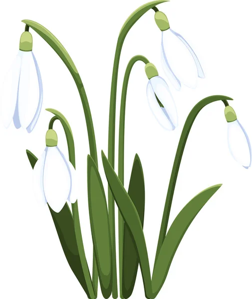 Schöne Vektor Schneeglöckchen Erste Frühlingsblumen Cliparts Zarte Schneeglöckchen Für Ihr — Stockvektor