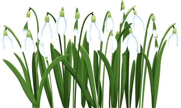 Vackra Snödroppar Första Vårblommorna Clipart Delikat Snöfall Blommor För Din — Stock vektor