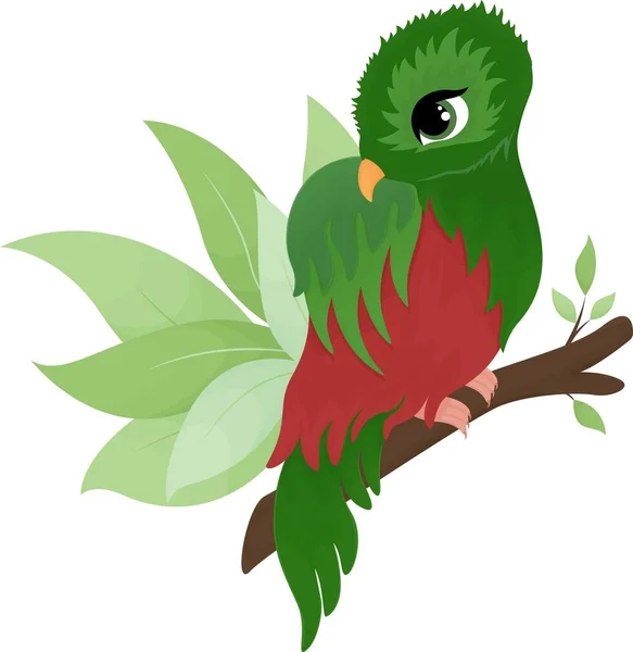 Illustration Cartoon Quetzal Quesal Cartoon Drawing Vector Animal — Stock Vector