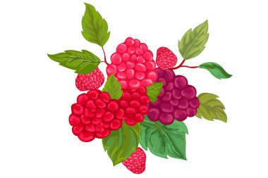 Ahududu, böğürtlen, doğal yiyecek, yapraklı ahududu dalı. 