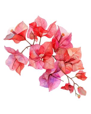 bougainvillea, suluboya çiçekler, suluboya çizimler