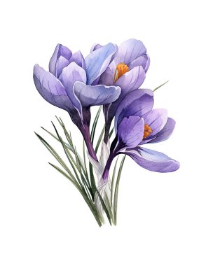 crocus, suluboya çiçekler, suluboya çizimler