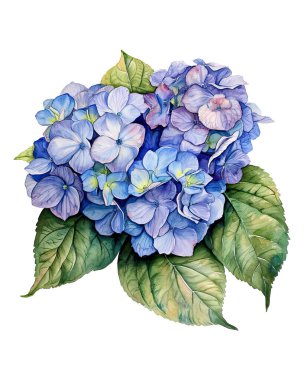 ortanca, suluboya çiçekler, suluboya çizimler