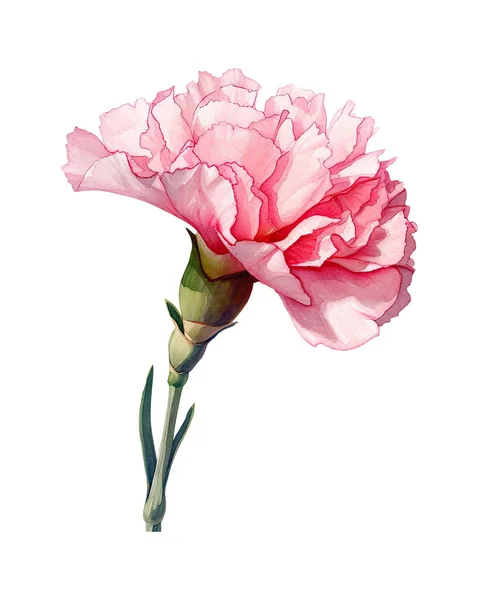 carnation, watercolor flowers, watercolor illustration