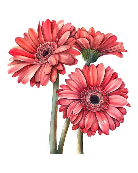 gerbera , watercolor flowers, watercolor illustration