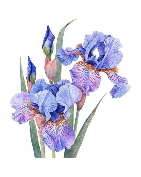 iris, watercolor flowers, watercolor illustration