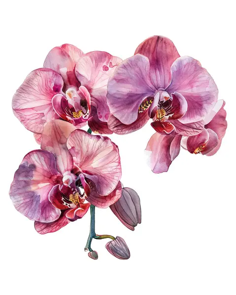 orchid, watercolor flowers, watercolor illustration