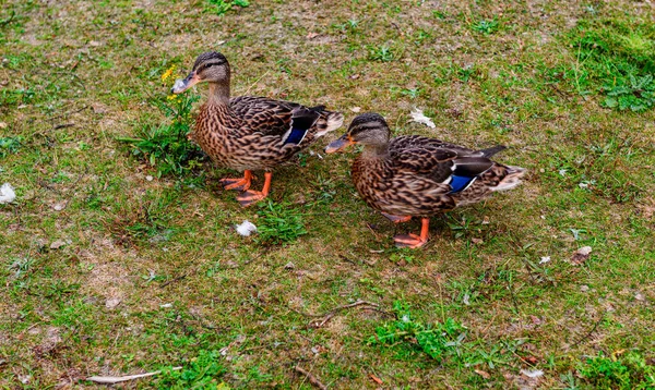 Hardwick Park Parktaki güzel göl manzarası