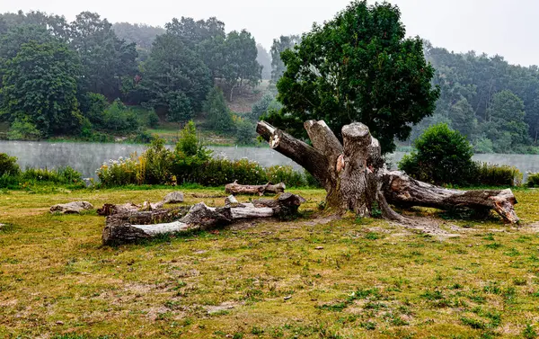 Hardwick Park ormandaki güzel bir ağaç görüntüsü.