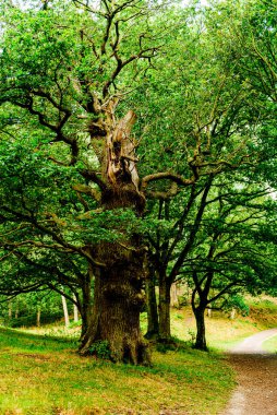 Hardwick Park güzel bir yaz parkı. # Bahçedeki ağaçların yeşil yaprakları #.