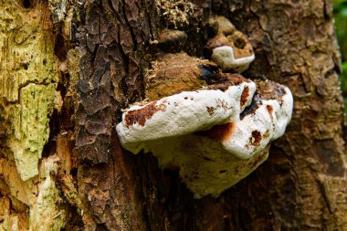 Ağaçtaki eski mantar.