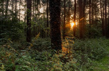Linacre Reservoirs Ormanda güzel gün batımı, doğa manzarası