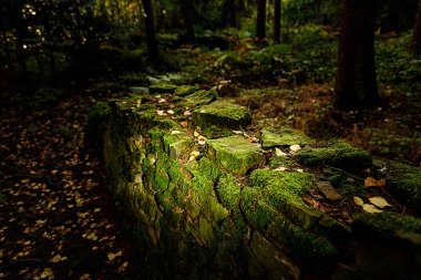 Linacre Reservoirs Ormanda güzel yeşil yosun