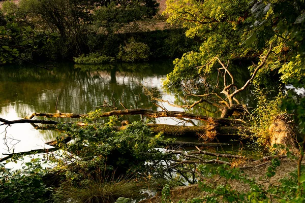 Linacre Reservoirs Ormandaki nehrin güzel manzarası