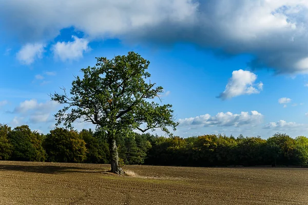 Linacre Reservoirs doğanın güzel manzarası