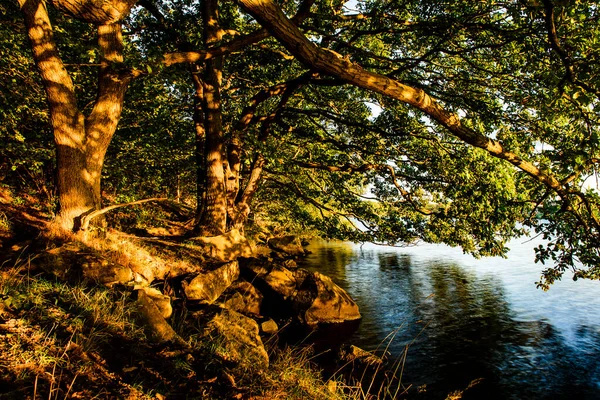 Treeton Dyke Belle Rivière Aux Feuilles Vertes Dans Parc — Photo