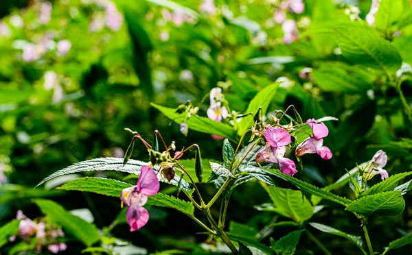 Beautiful Botanical Shot Bloom Wallpaper — Stock Photo, Image