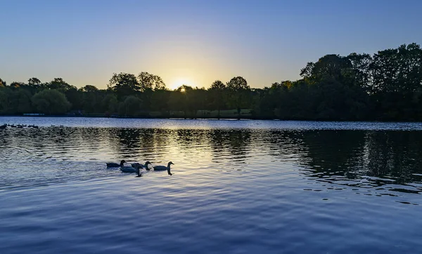 Langold Country Park, gölde güzel bir kuş, kuşlar