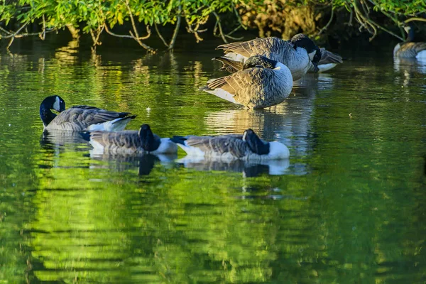 Langold Country Park Beautiful Ducks Bird Water — Stock Photo, Image