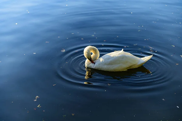 Langold Country Park Hermosos Patos Pájaro Agua Cisne Blanco Lago —  Fotos de Stock