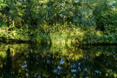 Langold Şehir Parkı, ormandaki nehrin ağaçları ve dalları.