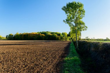 Langold Country Park, yeşil ve mavi gökyüzü olan güzel bir arazi manzarası.