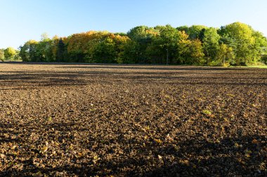 Langold Country Park, Sonbahar hasadı sarı ve mavi renkler.