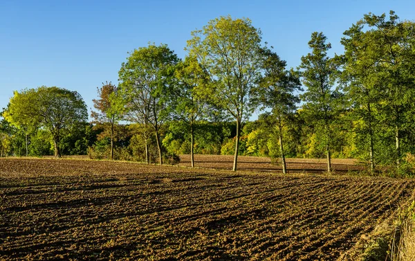 Langold Country Park, ormanın arka planında ağaçlar olan güzel bir manzara.