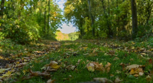 Langold Country Park Belas Folhas Outono Uma Trilha Florestal Fundo — Fotografia de Stock