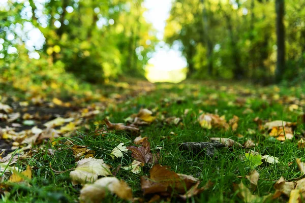 Langold Şehir Parkı, dökülen yaprakların manzarası.