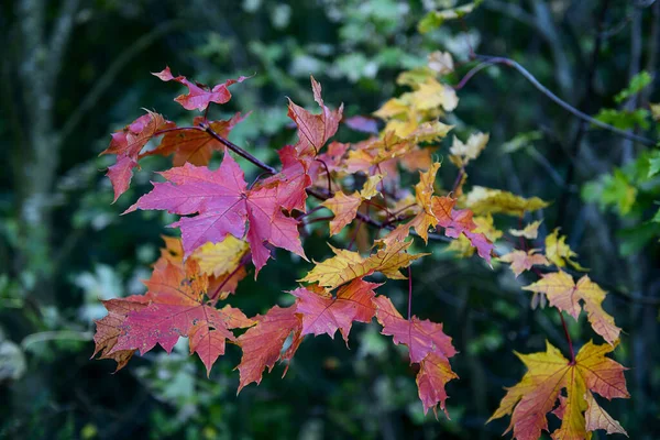 Langold Country Park Nahaufnahme Von Farbenfrohen Herbstblättern — Stockfoto