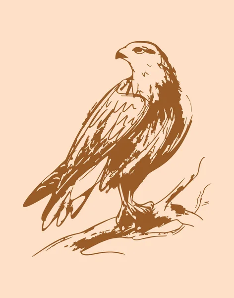 Desenho Ilustração Desenhada Mão Vetor Falcon Ilustração De Stock