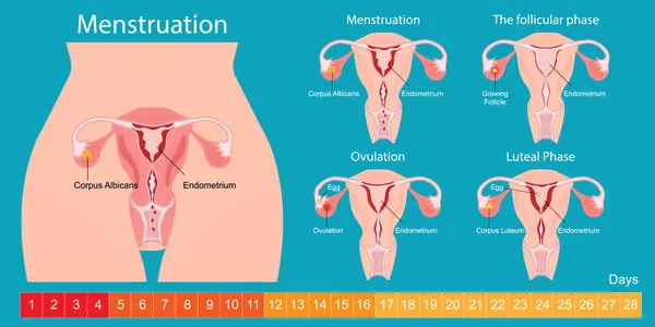 stock vector Menstruation is the regular discharge of blood and mucosal tissue.