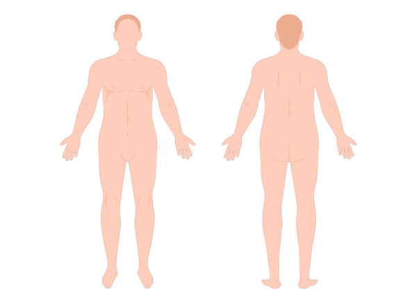 Man body front and back view.