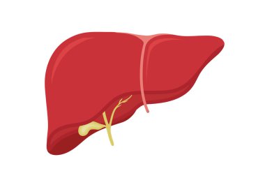 Sindirim sisteminde insan karaciğeri anatomisi