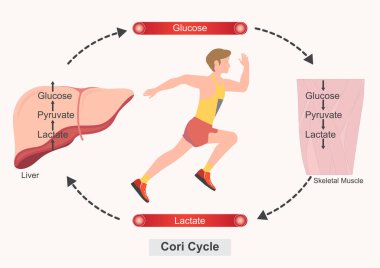 Cori döngüsü doğal bir metabolik süreçtir..