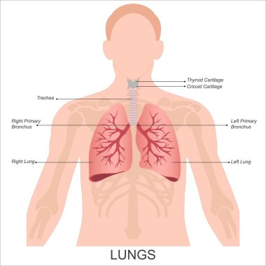 Arka planda insan akciğerleri anatomisi izole edilmiş. Akciğerler ve nefes borusu, bronşlar, sağ ve sol loblar, insan akciğerleri anatomisi eğitimi. Sağlık hizmeti, vektör çizimi..