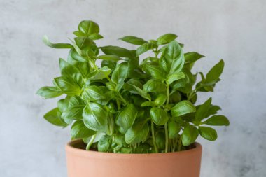 Young basil in a clay pot, closeup,copy space