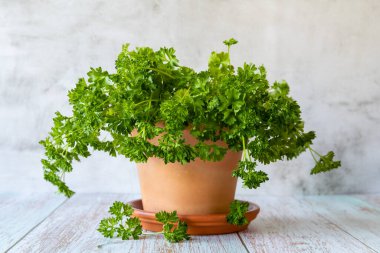 Tahta masadaki kil çömlekte maydanoz, yakın..