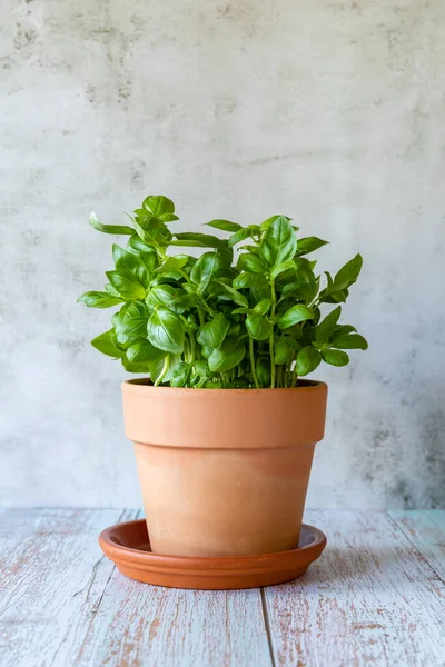 stock image Basil in a clay pot on the wooden table, vertical, close up