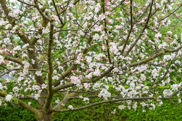 Exuberante Manzano Flor Jardín Del Hogar Espacio Para Copiar — Foto de Stock