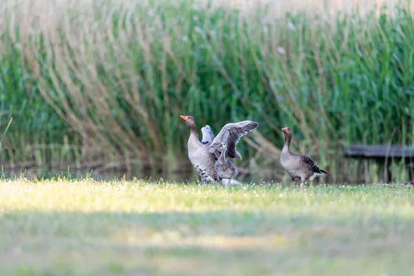德国一个村庄池塘边的草地上 一群野生的灰雁群 有橙色喙的大鸟和它们的成年后代 它们也在那里的温和冬季冬眠 — 图库照片