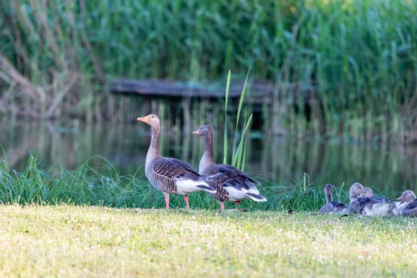 Família Gansos Cinzentos Selvagens Prado Pela Lagoa Uma Aldeia Alemanha — Fotografia de Stock