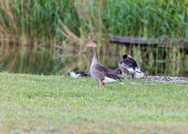 Rodina Divokých Šedých Hus Louce Rybníka Vesnice Německu Velcí Ptáci — Stock fotografie