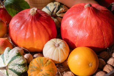 Sonbahar squash hala yaşam konsepti, Hokkaido, elma ve diğer kabak türleri